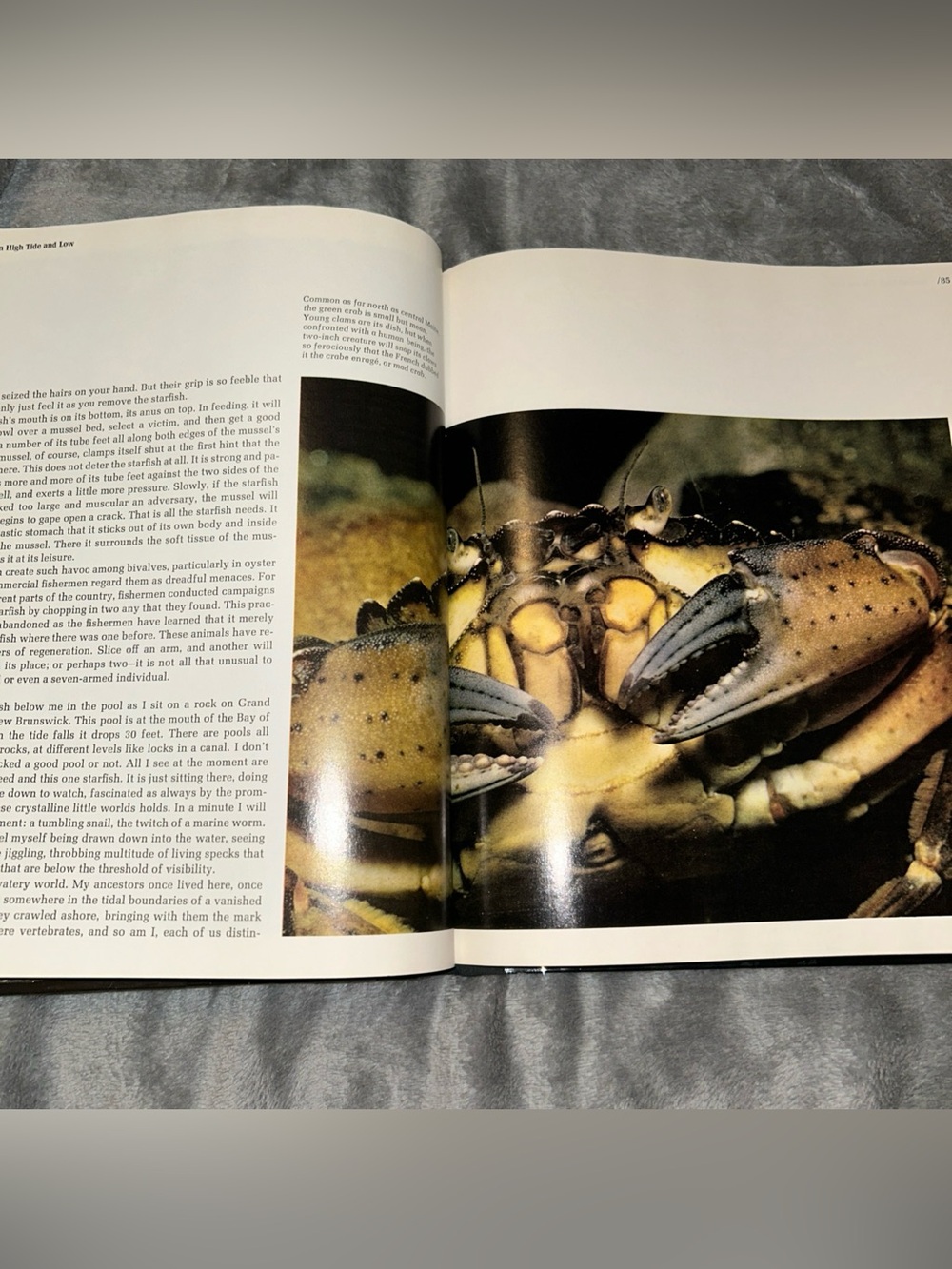 Time Life Books The Northeast Coast American Wilderness 1973 Vintage Hardcover - Picture 9 of 15